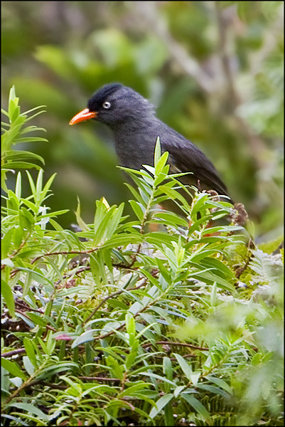 Réunion Bulbul