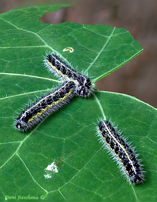 Caterpillars of Cabbage White (Pieris brassicae) - Focus Stacking
