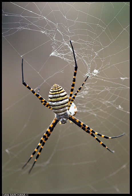 Argiope trifasciata