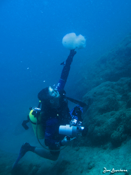Yoav Lavie palaying with a jellyfish