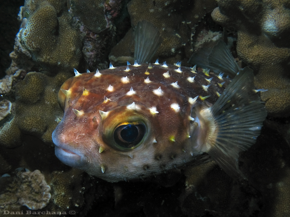 Yellowspotted burrfish