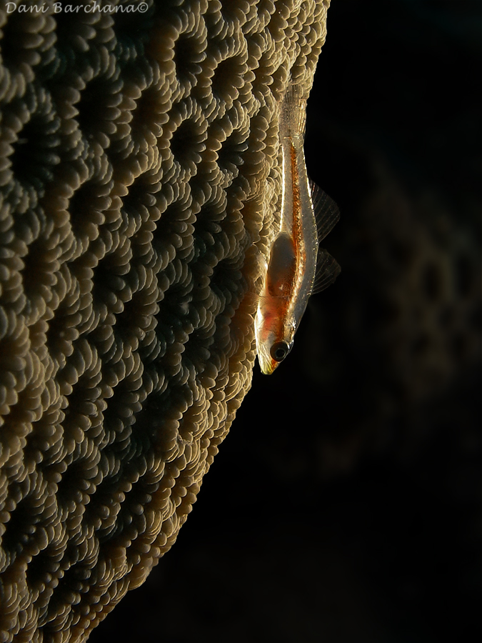 Toothy (Host) Goby