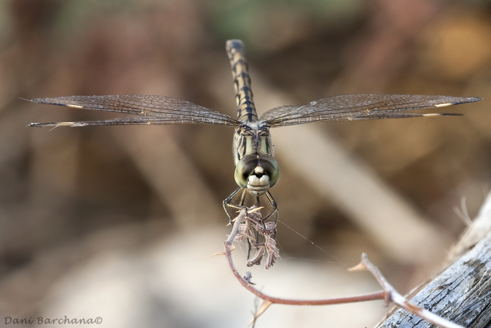 Brachythemis leucosticta