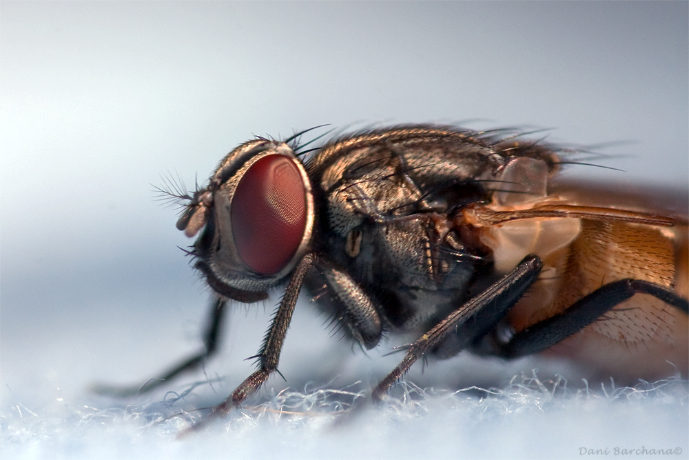 Fly-  Raynox 250 Stack  (3 images)
