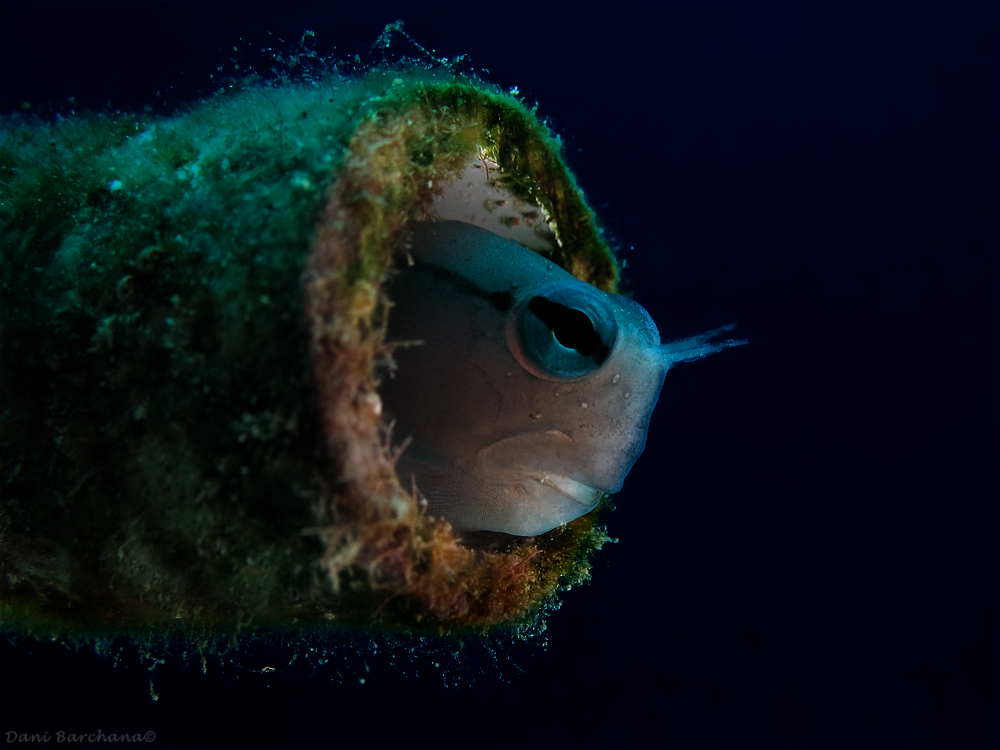 Red Sea Mimic Blenny (Ecsenius gravieri )