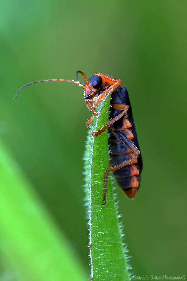 Soldier Beetle - Cantharis fusca