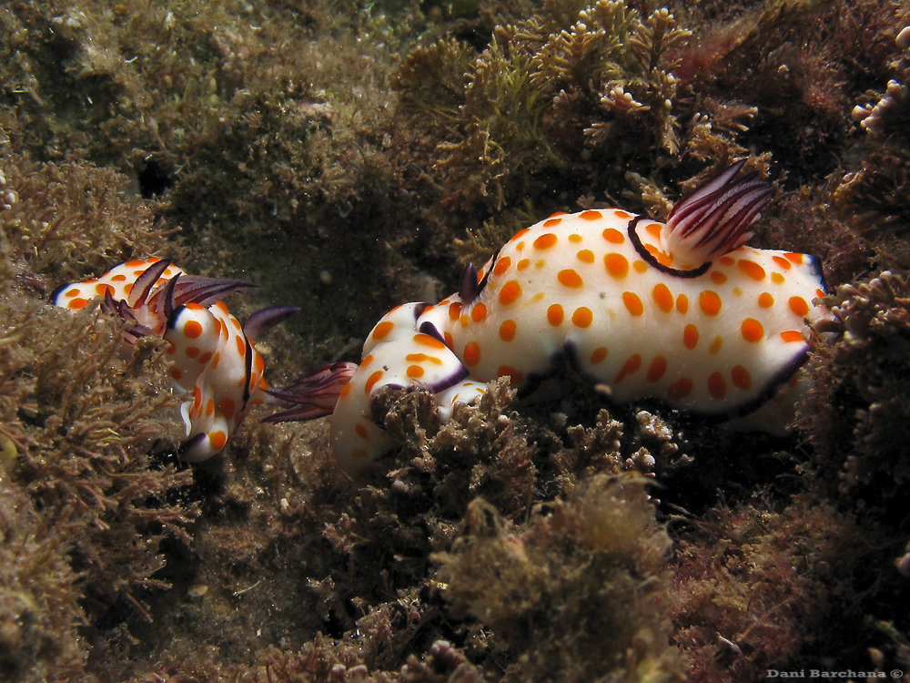 Goniobranchus annulatus - Mediterranean Sea