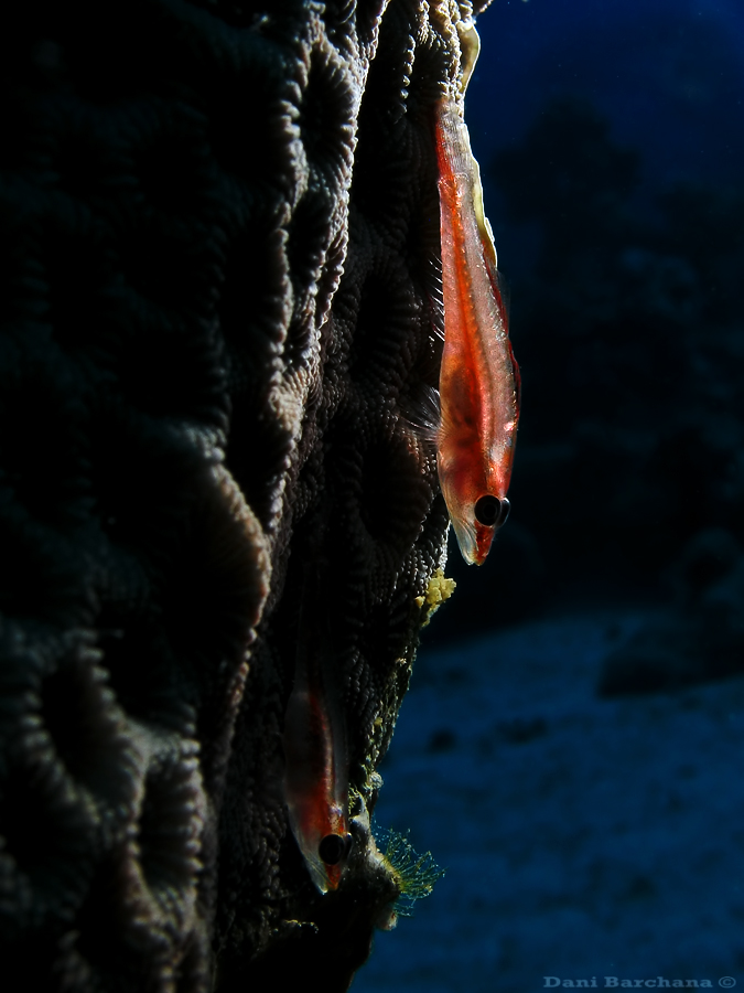 Toothy (Host) Goby