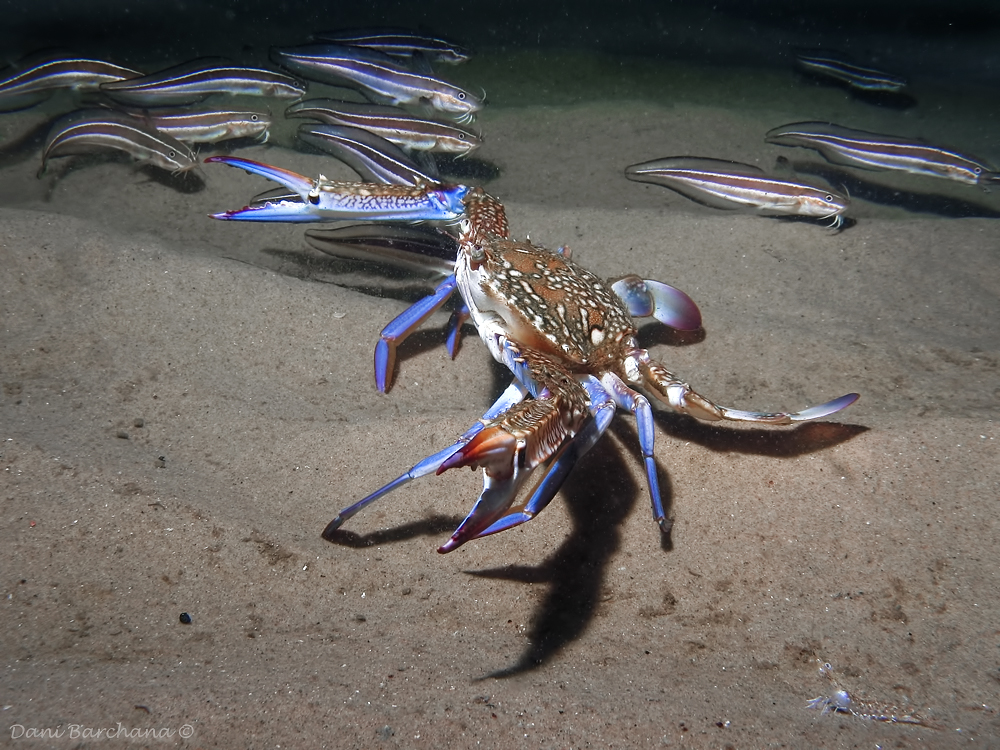 Swimming crab, Portunus segnis- Hunting stripped eels
