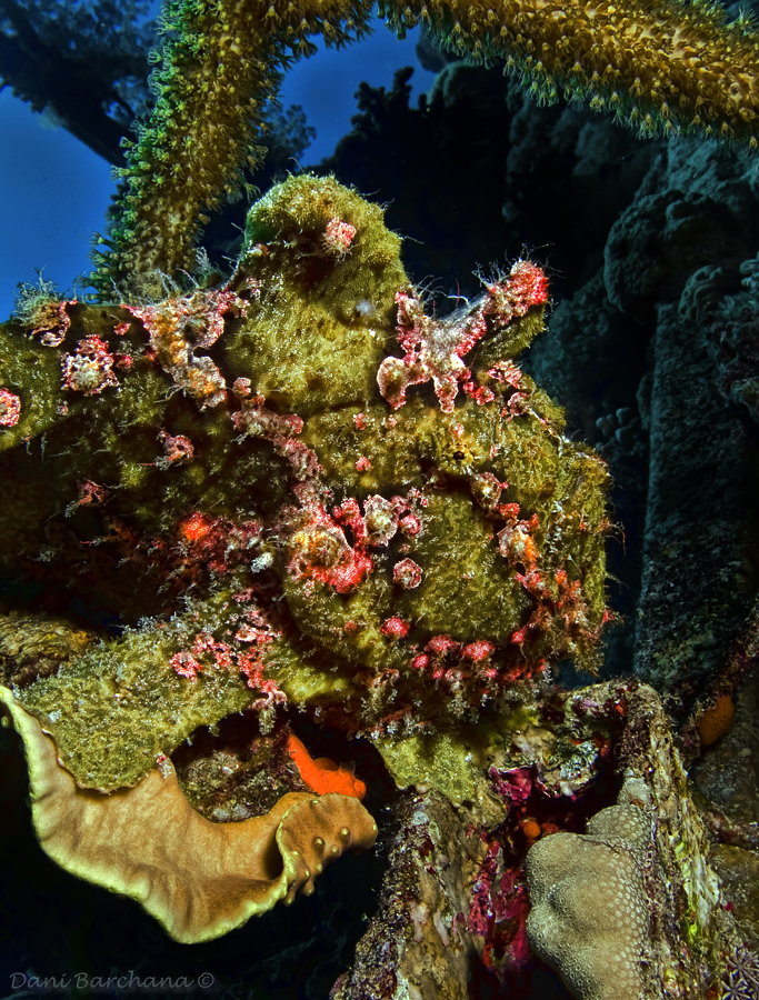 Frogfish