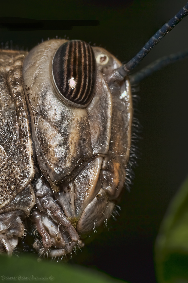 Egyptian grasshopper (Anacridium aegyptium)