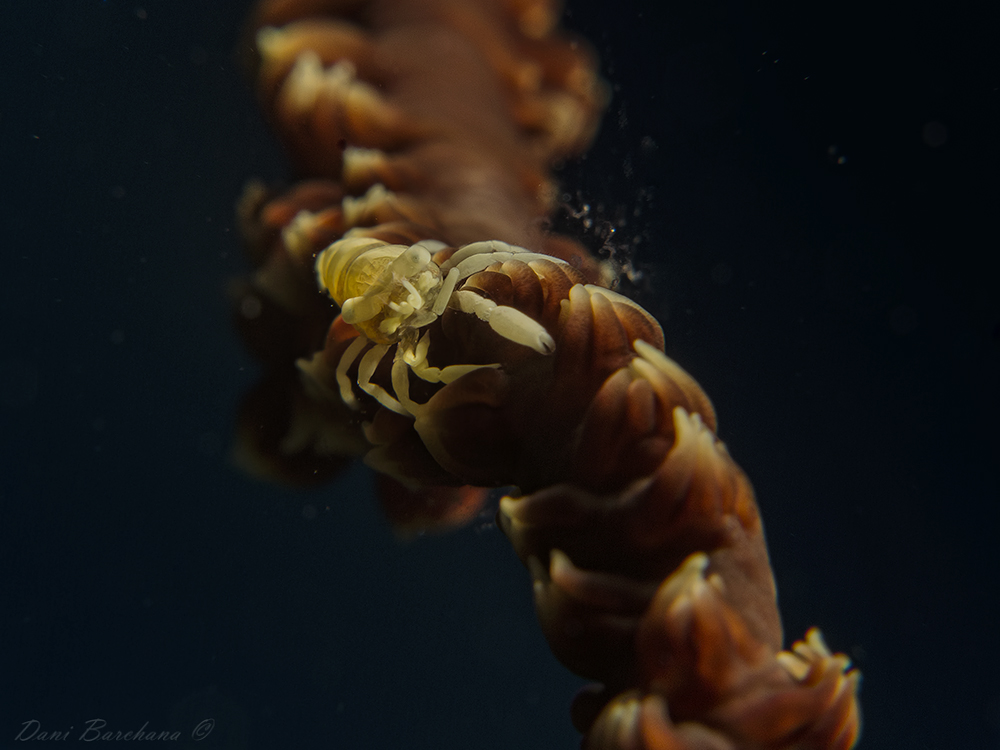 Whip Coral Shrimp - Pontonides unciger - Front view