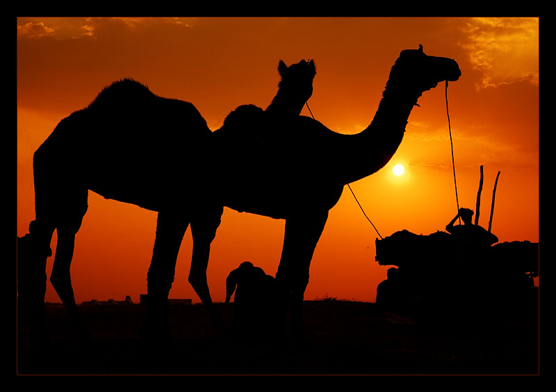 Camels at Dusk 03
