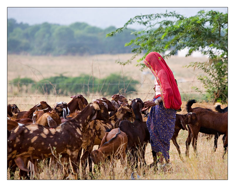Lady Herder