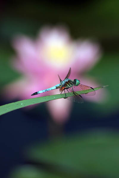 Kenilworth Aquatic Gardens