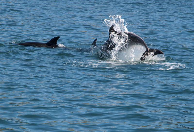 Cavorting dolphins  1