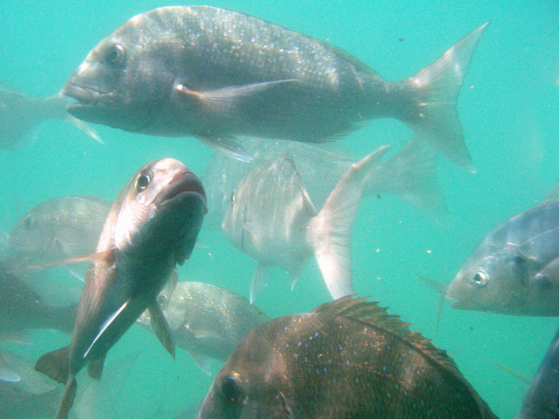 From a glass- bottom boat