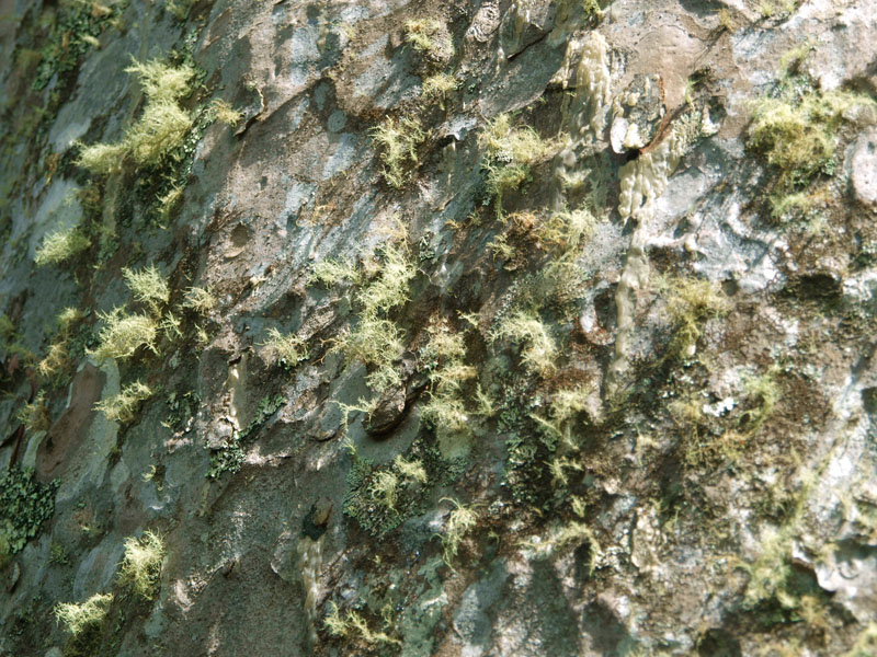 Detail of Kauri Trunk