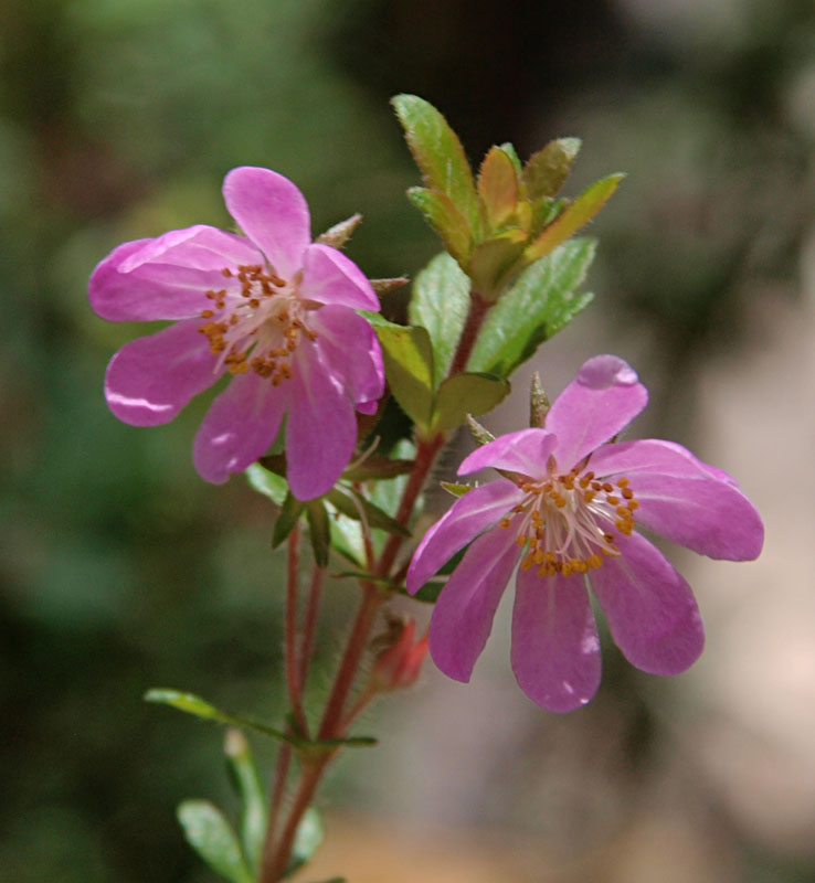 Bauera rubioides