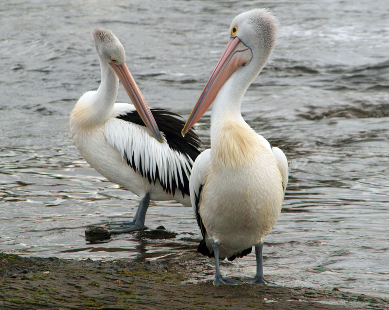 Pelicans on the rocks