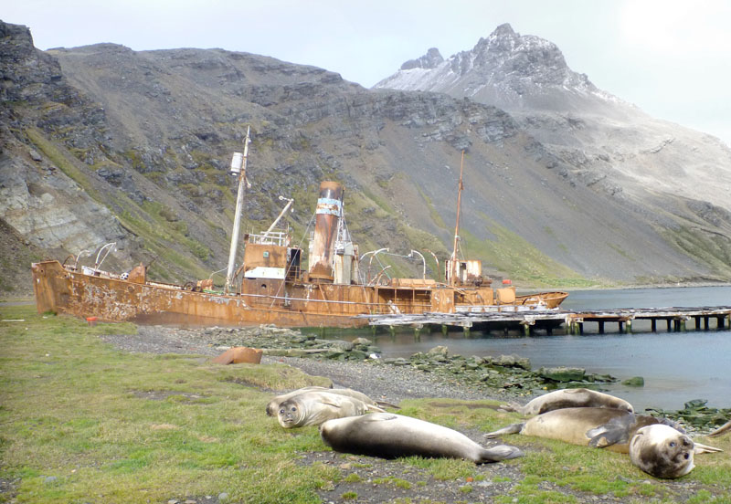 Beached whale-chaser