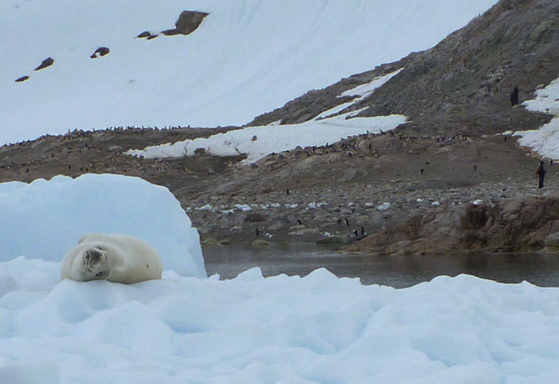 Seal on an ice floe