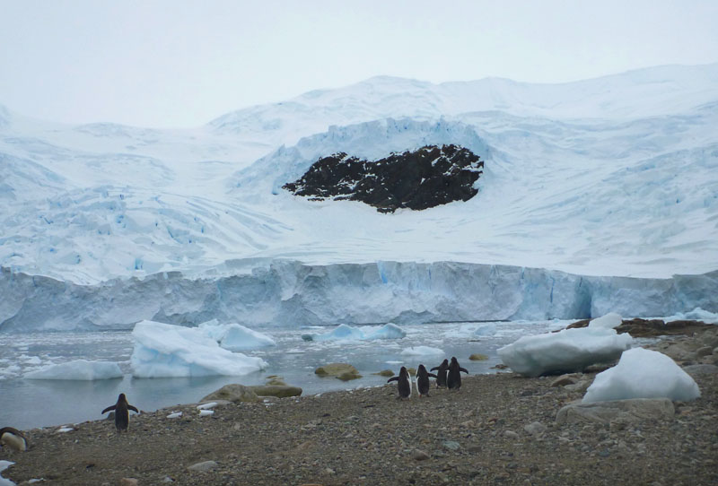 0735: Penguins puzzled by appearance of black monster