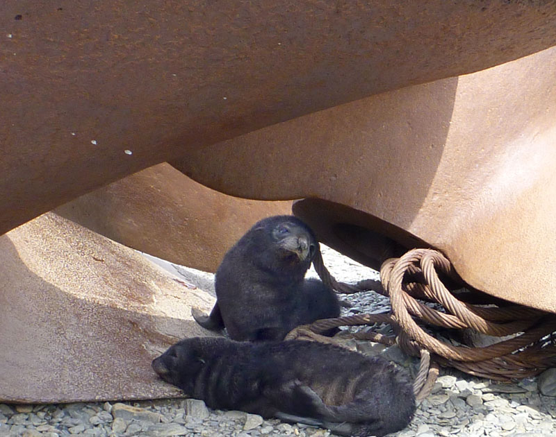 Young fur seals among the scrap metal