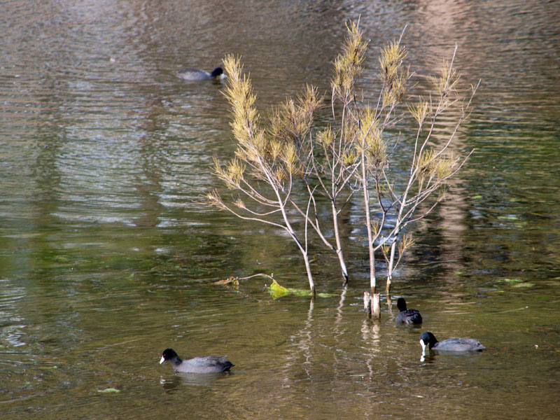 Eurasian Coots