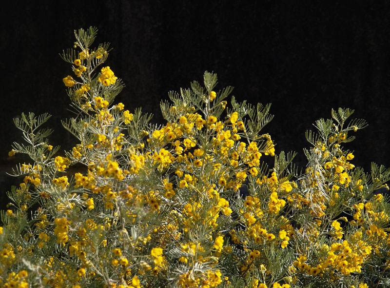 Senna artemisiodes