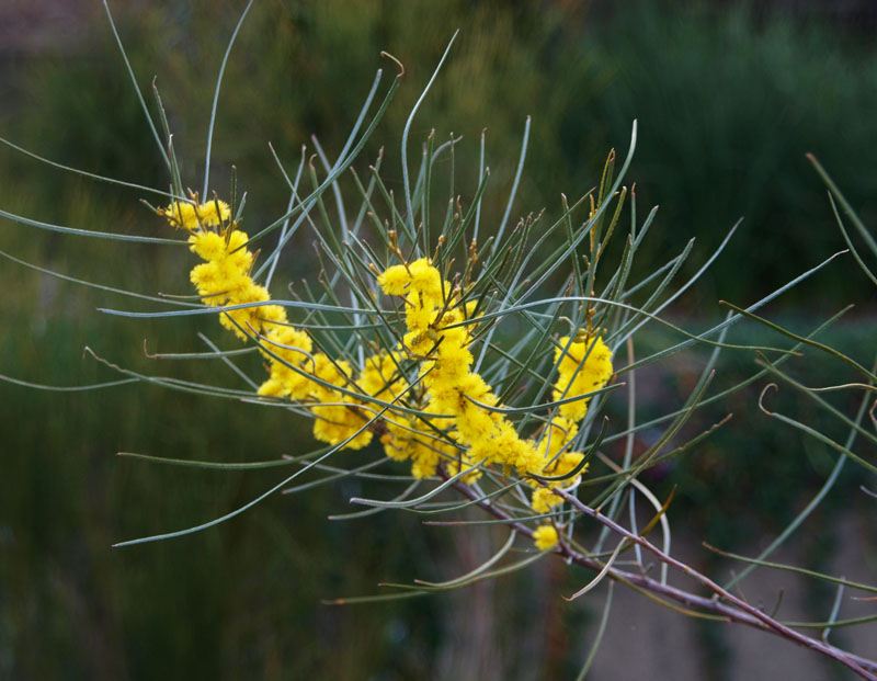 Acacia curranii