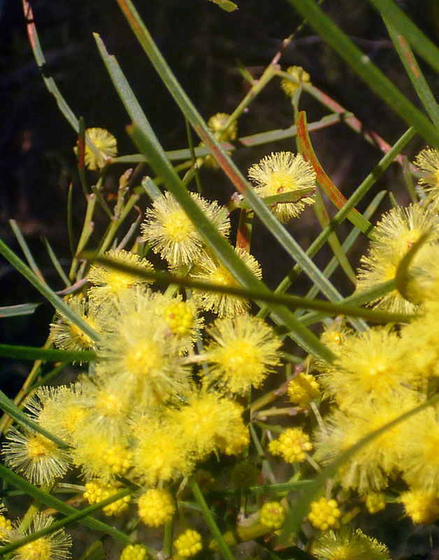 Acacia elongata