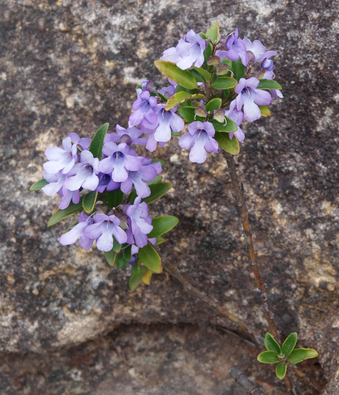 ? Prostanthera ?