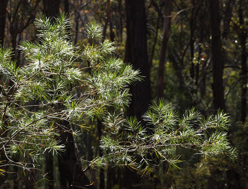 Persoonia in sunlight