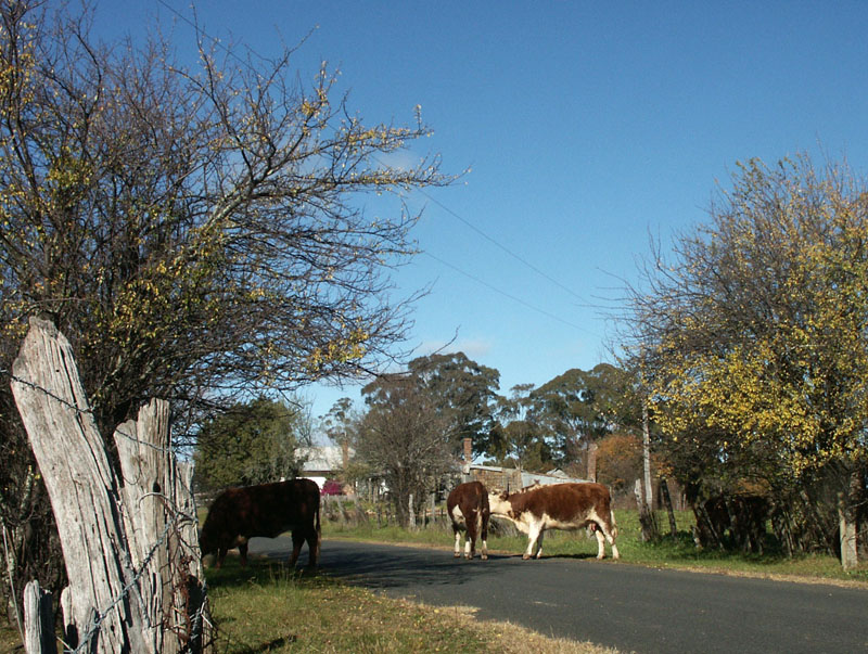 Traffic in Hill End