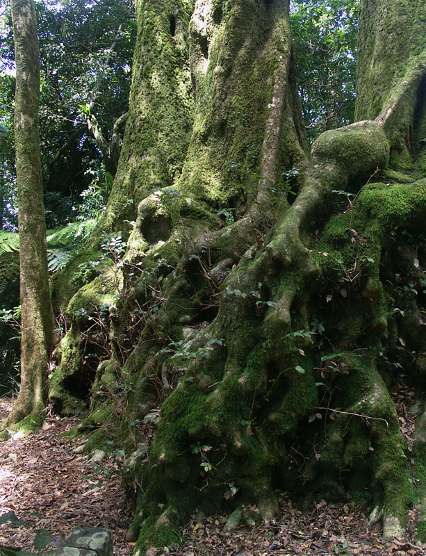 Ancient trees