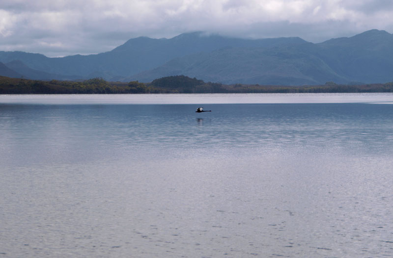 Bathurst Harbour, with one swan
