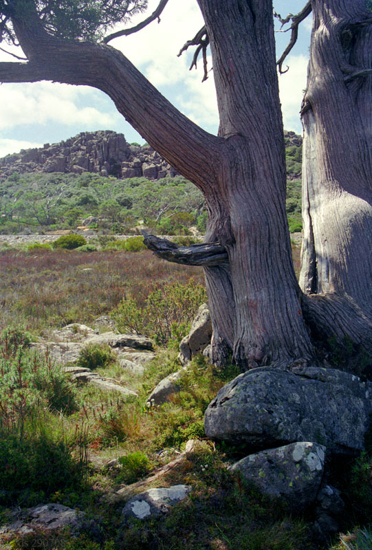 Old trees near Pine Lake