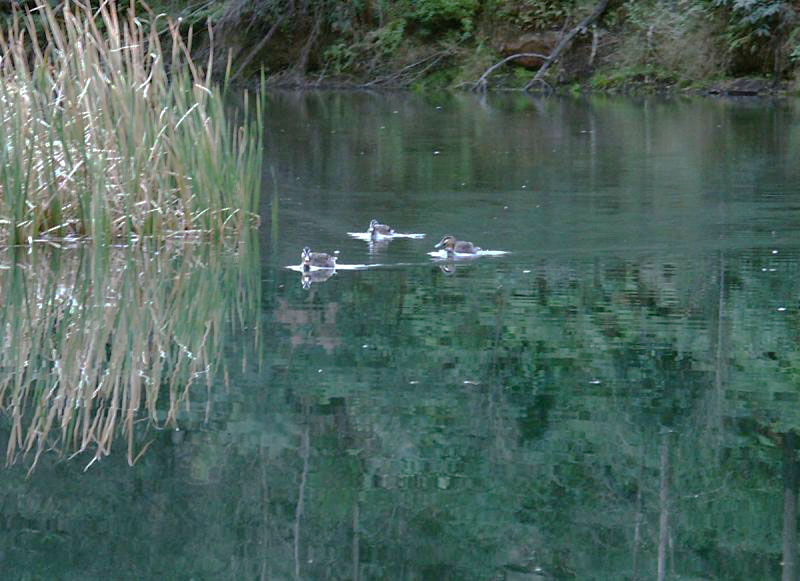 Ducks at Blue Pool