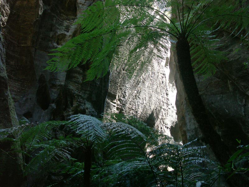 King Ferns in Wards Canyon
