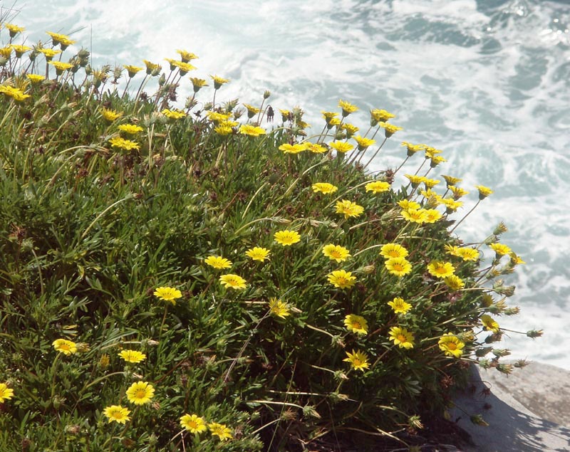  Gazanias