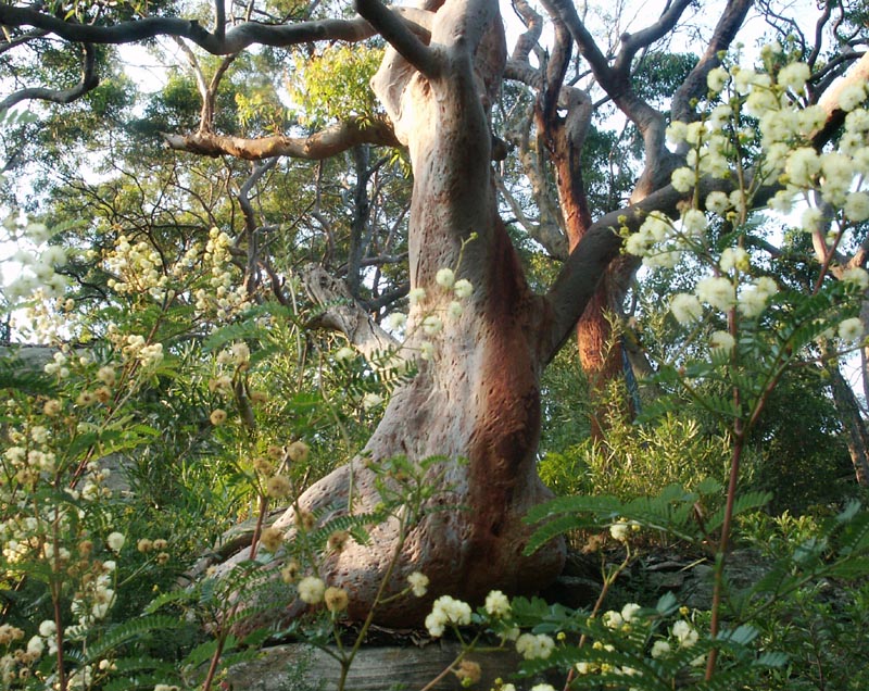 Bushland near Middle Harbour