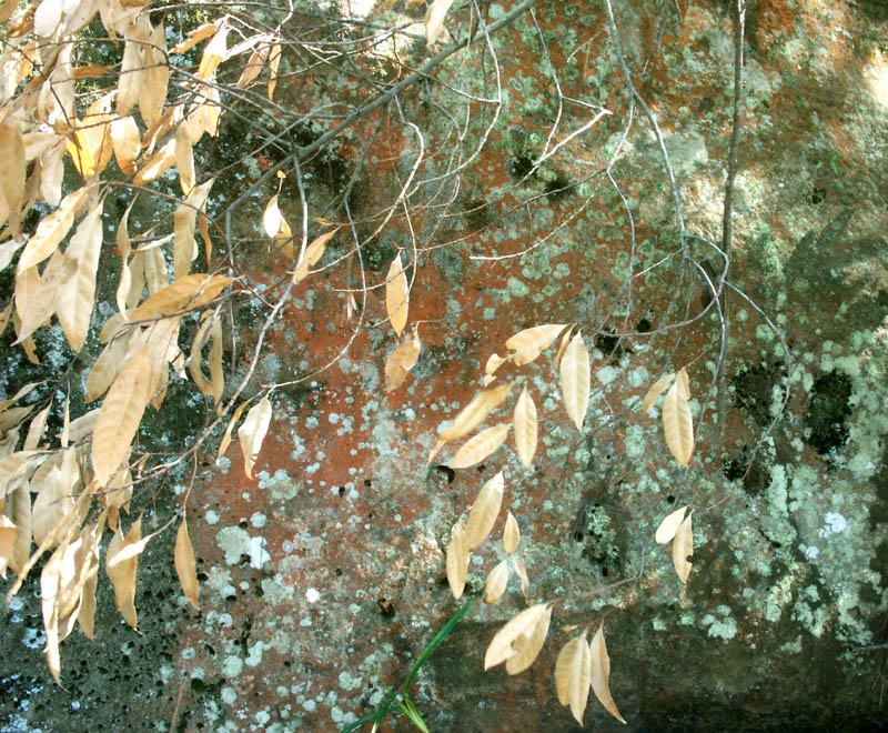 Lichen on a sandstone boulder, with a dead tree branch.