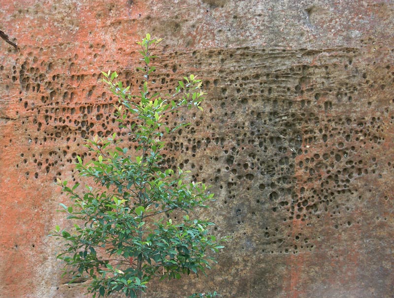 Young tree, old sandstone