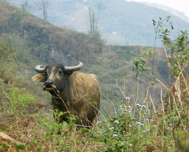 Water buffalo