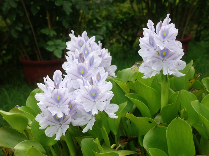 In the garden