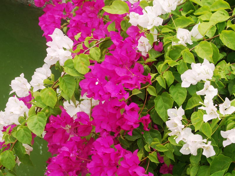 Bouganvillea