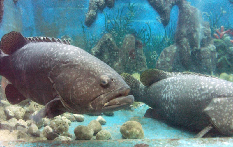 Slow fish