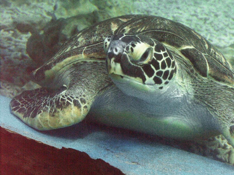 Sea turtles