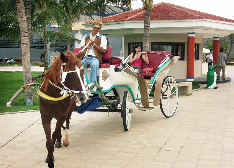 Horse and carriage